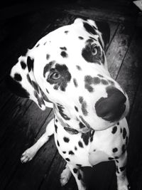 Close-up of dog