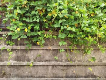 Full frame shot of ivy growing on wall