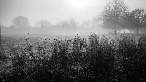 Scenic view of bare trees in foggy weather