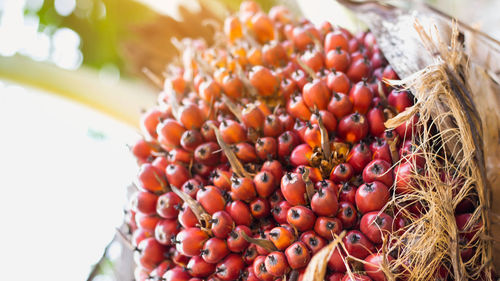 Close-up of berries growing on plant