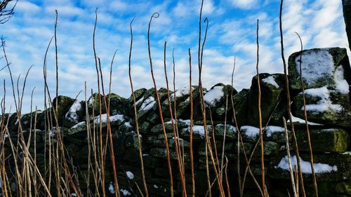 Plants against cloudy sky