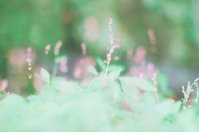 Close-up of plants