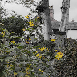 Yellow flowering plant by tree
