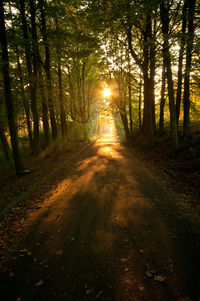 Sun shining through trees in forest