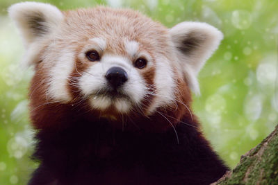 Close-up portrait of an animal