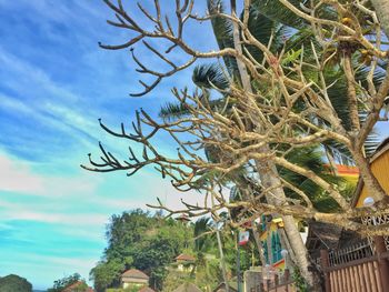 Low angle view of tree against sky