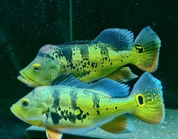 Close-up of fish swimming aquarium