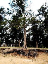 Trees on field against sky