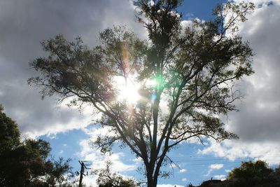 Low angle view of trees against cloudy sky