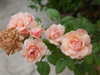 Close-up of pink roses