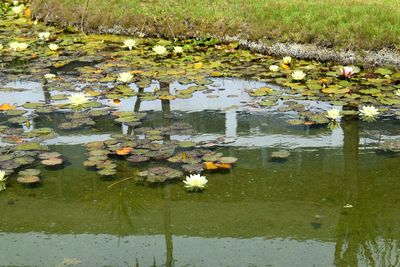 Lotus water lily on leaves in pond