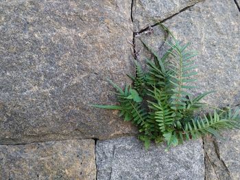 High angle view of plant growing on rock against wall