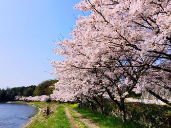 Close-up of cherry blossom tree against sky