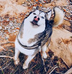 High angle portrait of dog on field