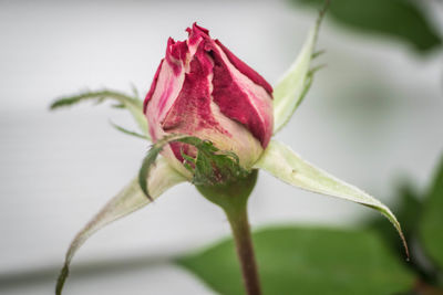 Close-up of pink flower