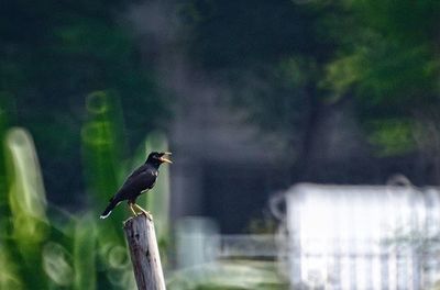 Bird perching on tree