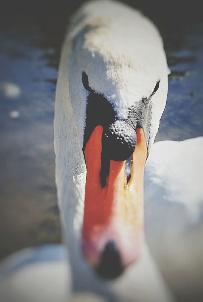 CLOSE-UP OF SWAN IN WATER