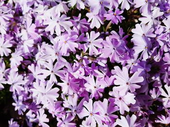 Full frame shot of purple flowering plants