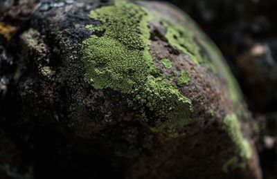 Close-up of moss growing on rock