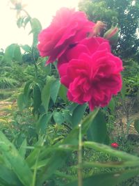 Close-up of pink rose