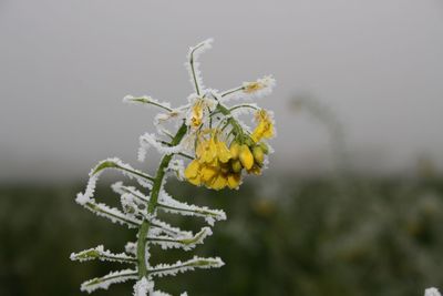 Close-up of butterfly on plant