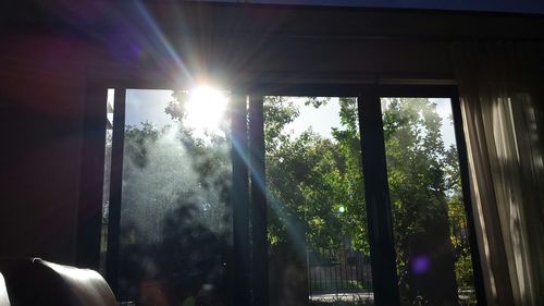 Sun shining through trees