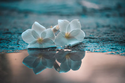 Close-up of white rose flower floating on water