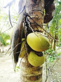 Close-up of fruits on tree trunk