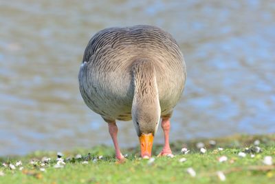 Greylag goose on grassy field against lake