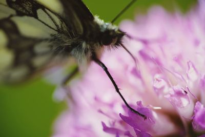 Close-up of honey bee on purple flower