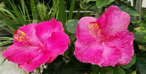 Close-up of pink flower growing in garden