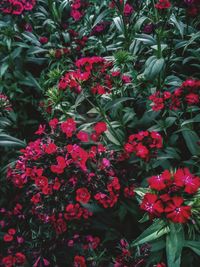 Close-up of red flowers blooming outdoors