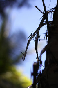 Close-up of plant against sky