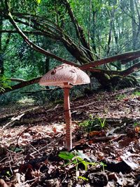 Mushroom growing on field