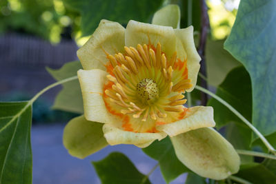 Close-up of yellow flowering plant