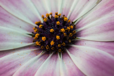 Full frame shot of purple flower