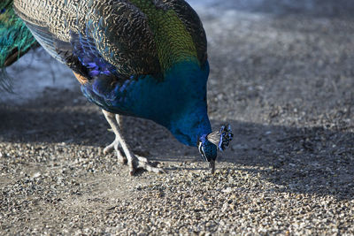 Close-up of peacock