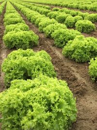 Close-up of fresh green plants