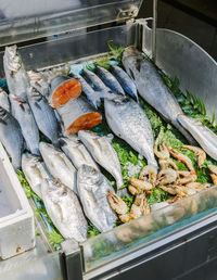High angle view of fishes in container