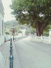 View of footpath along trees