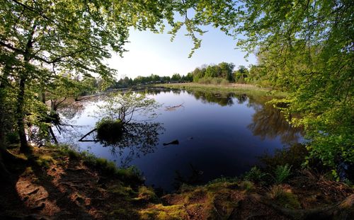 Scenic view of lake in forest