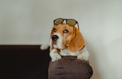 Portrait of dog looking away