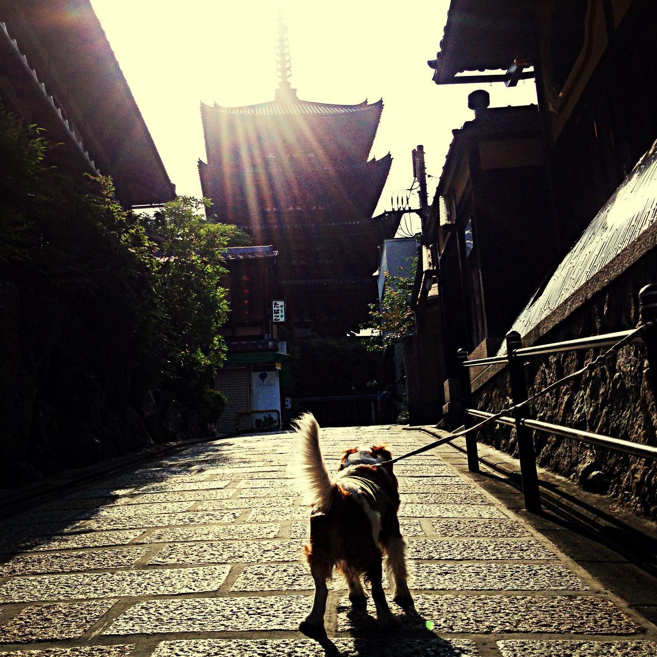 domestic animals, animal themes, mammal, pets, one animal, building exterior, architecture, built structure, dog, sunlight, domestic cat, house, day, outdoors, street, shadow, city, residential structure, the way forward, full length