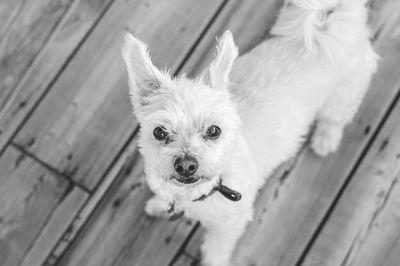 Portrait of dog on floor