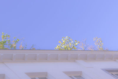 Flower trees against clear blue sky
