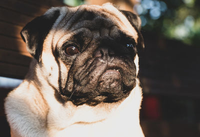 Close-up portrait of a dog