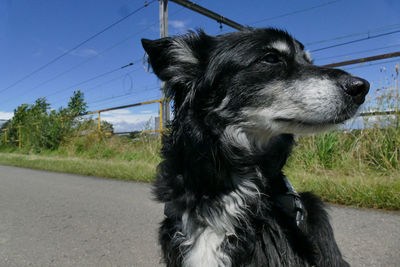Close-up of dog on road