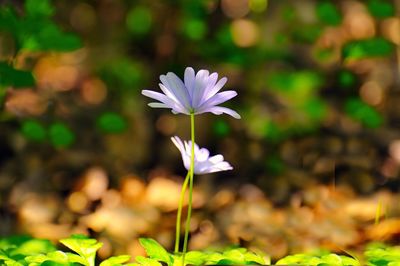 Close-up of purple flowering plant on field