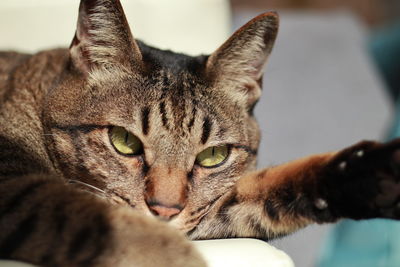 pet