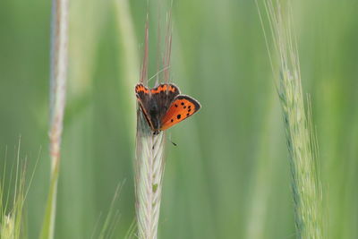 Close-up of ladybug on grass